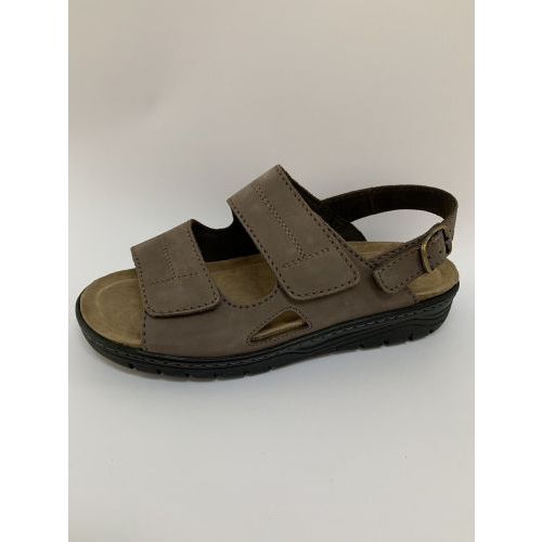 Solidus Velcro's Bruin